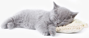 Filling services for Pet Beds manufacturer
